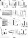 Fig. 02 - TARGETING OF INTERFERON-STIMULATED GENE EXPRESSION TO TREAT INTERFERONOPATHIES