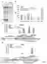 Fig. 03 - TARGETING OF INTERFERON-STIMULATED GENE EXPRESSION TO TREAT INTERFERONOPATHIES