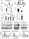 Fig. 06 - TARGETING OF INTERFERON-STIMULATED GENE EXPRESSION TO TREAT INTERFERONOPATHIES
