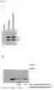 Fig. 06 - Arginine-rich polypeptide compositions and methods of using same