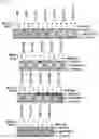 Fig. 02 - Nkx3.2 fragment and pharmaceutical composition comprising same as active ingredient