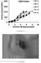 Fig. 37 - Use of nanoparticles for immunotherapy