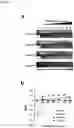 Fig. 06 - Delivery system for targeted delivery of a therapeutically active payload
