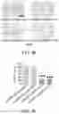 Fig. 16 - Multifunctional RNA nanoparticles and methods for treating cancer and therapeutic resistant cancer