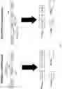 Fig. 02 - Factor VIII mutation repair and tolerance induction