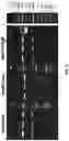 Fig. 07 - Genetically modified mouse comprising a chimeric TIGIT