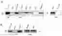 Fig. 01 - Compositions and methods for cancer imaging and radiotherapy