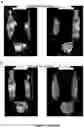 Fig. 07 - Compositions and methods for cancer imaging and radiotherapy