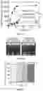 Fig. 06 - Core-shell microneedle devices and uses thereof