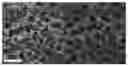 Fig. 01 - Method for biological or biomimetic channel-based membrane fabrications using layer-by-layer structure