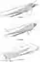 Fig. 02 - BOAT HULL