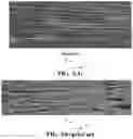 Fig. 04 - INTEGRAL GRAPHENE FILMS FROM FUNCTIONALIZED GRAPHENE SHEETS