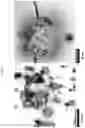 Fig. 06 - EBNA1 inhibitor crystalline forms, and methods of preparing and using same