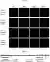 Fig. 09 - MODIFIED PEPTIDES AND THEIR USE FOR TREATING SYSTEMIC LUPUS ERYTHEMATOSUS