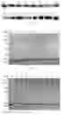 Fig. 03 - Mutants of recombinant immunoregulatory protein of and applications thereof