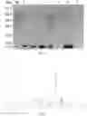 Fig. 04 - Mutants of recombinant immunoregulatory protein of and applications thereof