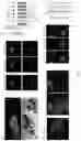 Fig. 06 - Mutants of recombinant immunoregulatory protein of and applications thereof