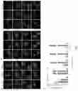 Fig. 08 - Mutants of recombinant immunoregulatory protein of and applications thereof
