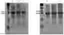 Fig. 01 - EXPRESSION CONSTRUCT AND METHOD FOR PRODUCING PROTEINS OF INTEREST