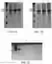Fig. 02 - EXPRESSION CONSTRUCT AND METHOD FOR PRODUCING PROTEINS OF INTEREST