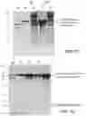 Fig. 09 - EXPRESSION CONSTRUCT AND METHOD FOR PRODUCING PROTEINS OF INTEREST
