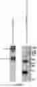 Fig. 01 - PD1-41BBL fusion protein and methods of use thereof