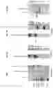 Fig. 02 - PD1-41BBL fusion protein and methods of use thereof