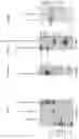 Fig. 02 - SIRPalpha-41BBL fusion protein and methods of use thereof
