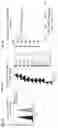 Fig. 07 - SIRPalpha-41BBL fusion protein and methods of use thereof