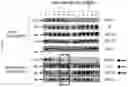 Fig. 06 - NOVEL IGFR_LIKE 2 RECEPTOR AND USES THEREOF