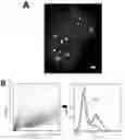 Fig. 01 - CHIMERIC ANTIBODIES COMPRISING BINDING DOMAINS OF PHAGE LYSINS, BACTERIAL AUTOLYSINS, BACTERIOCINS, AND PHAGE TAIL OR TAIL FIBERS