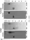 Fig. 06 - CHIMERIC ANTIBODIES COMPRISING BINDING DOMAINS OF PHAGE LYSINS, BACTERIAL AUTOLYSINS, BACTERIOCINS, AND PHAGE TAIL OR TAIL FIBERS
