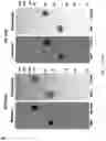 Fig. 07 - CHIMERIC ANTIBODIES COMPRISING BINDING DOMAINS OF PHAGE LYSINS, BACTERIAL AUTOLYSINS, BACTERIOCINS, AND PHAGE TAIL OR TAIL FIBERS