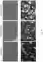 Fig. 69 - CHIMERIC ANTIBODIES COMPRISING BINDING DOMAINS OF PHAGE LYSINS, BACTERIAL AUTOLYSINS, BACTERIOCINS, AND PHAGE TAIL OR TAIL FIBERS