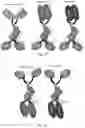Fig. 71 - CHIMERIC ANTIBODIES COMPRISING BINDING DOMAINS OF PHAGE LYSINS, BACTERIAL AUTOLYSINS, BACTERIOCINS, AND PHAGE TAIL OR TAIL FIBERS