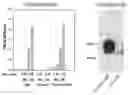 Fig. 01 - Fusion protein comprising a blood-brain barrier (BBB)-crossing single domain antibody Fc5, an immunoglobulin Fc fragment and a beta-amyloid binding polypeptide (ABP)
