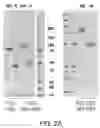 Fig. 03 - Fusion protein comprising a blood-brain barrier (BBB)-crossing single domain antibody Fc5, an immunoglobulin Fc fragment and a beta-amyloid binding polypeptide (ABP)