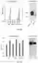 Fig. 04 - Fusion protein comprising a blood-brain barrier (BBB)-crossing single domain antibody Fc5, an immunoglobulin Fc fragment and a beta-amyloid binding polypeptide (ABP)
