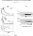 Fig. 07 - Fusion protein comprising a blood-brain barrier (BBB)-crossing single domain antibody Fc5, an immunoglobulin Fc fragment and a beta-amyloid binding polypeptide (ABP)