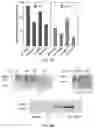 Fig. 09 - Fusion protein comprising a blood-brain barrier (BBB)-crossing single domain antibody Fc5, an immunoglobulin Fc fragment and a beta-amyloid binding polypeptide (ABP)