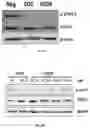 Fig. 03 - Antibodies against LIF and uses thereof