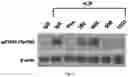 Fig. 05 - Antibodies against LIF and uses thereof