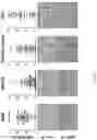 Fig. 06 - Antibodies against LIF and uses thereof