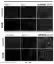 Fig. 12 - Antibodies against LIF and uses thereof