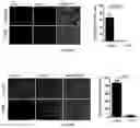 Fig. 13 - Antibodies against LIF and uses thereof