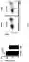 Fig. 16 - Antibodies against LIF and uses thereof
