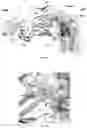 Fig. 18 - Antibodies against LIF and uses thereof