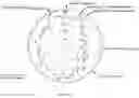 Fig. 22 - Antibodies against LIF and uses thereof