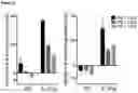 Fig. 09 - ANTIBODIES TO IL-37