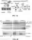 Fig. 02 - ENZYMATIC MODIFICATION OF ANTI-AQP4 AUTOANTIBODY FOR MODULATING NEUROMYELITIS OPTICA